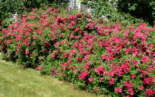 Excelsa Hedge